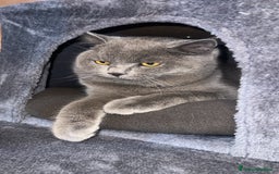British gatti in vendita: British Shorthair  - Immagine 3