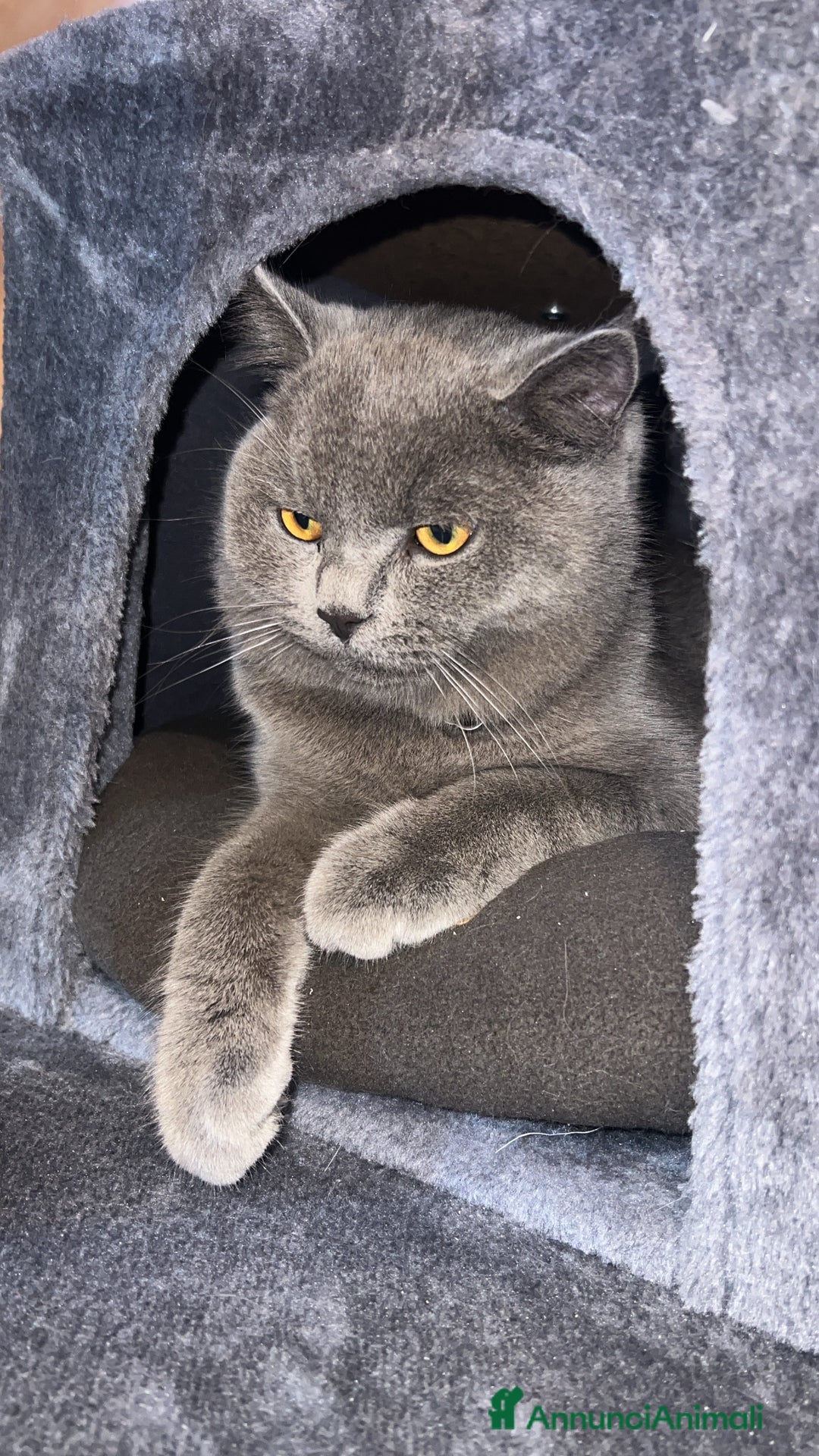 British gatti in vendita: British Shorthair  - Immagine 3