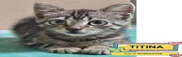 Meticcio gatti in regalo: Titina dolce gattina cerca casa - in adozione - Annuncio 1