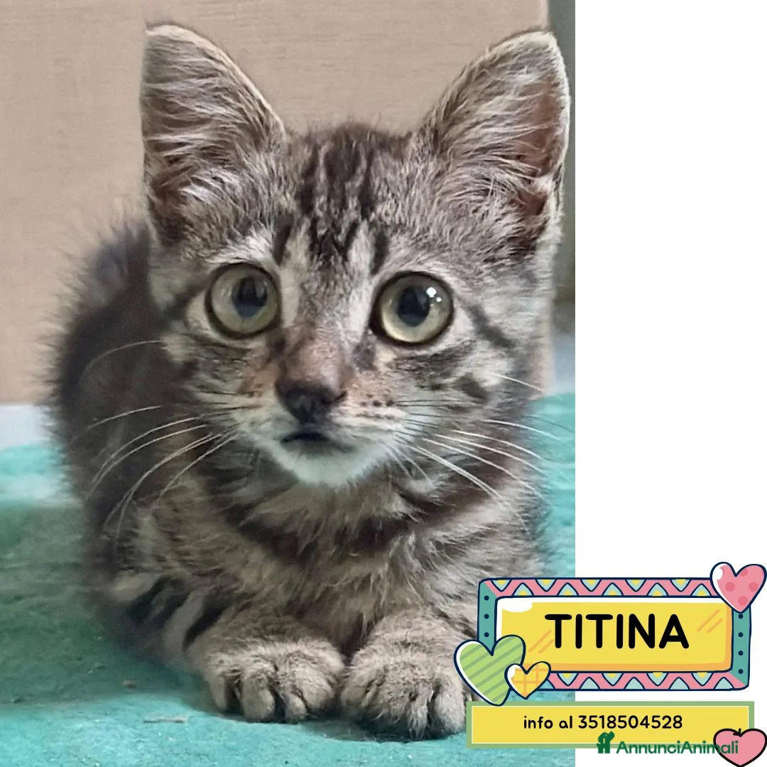 Meticcio gatti in regalo: Titina dolce gattina cerca casa - in adozione - Annuncio 1