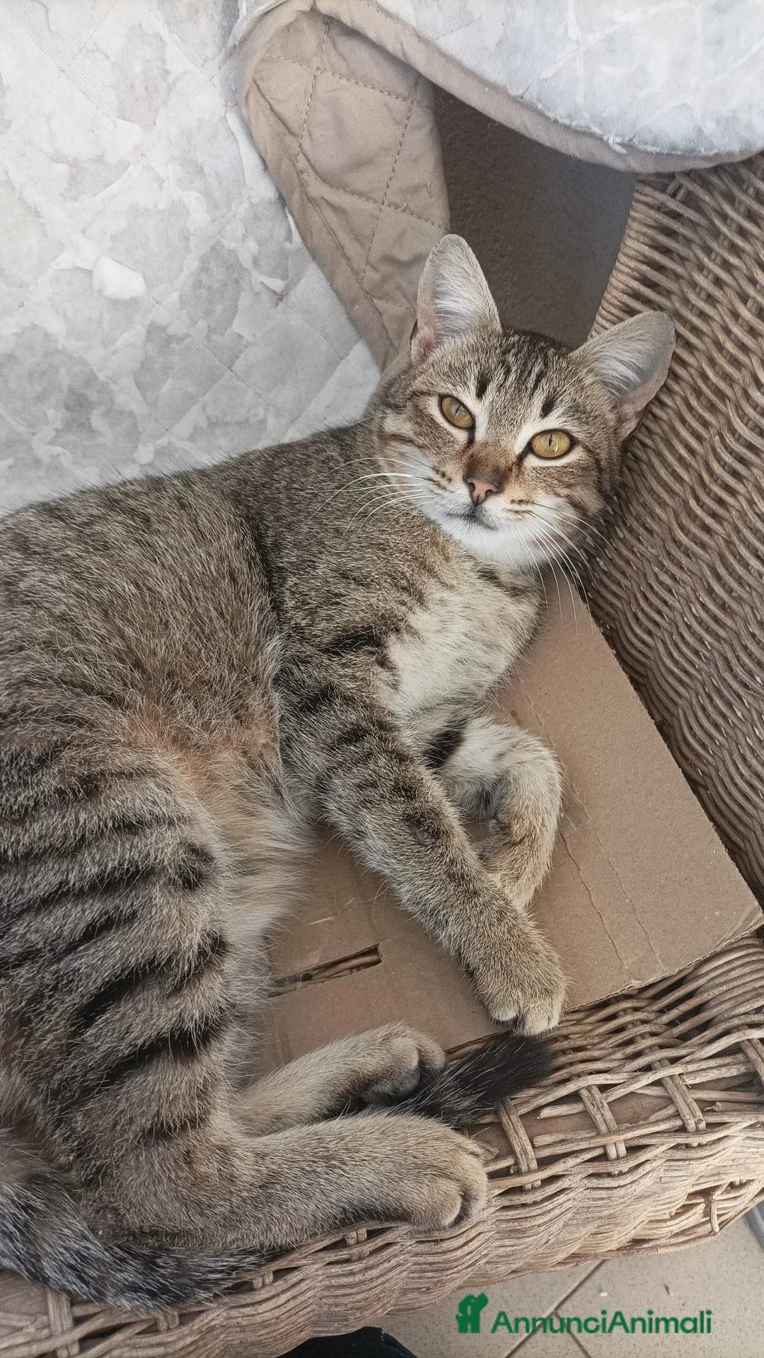 Meticcio gatti in regalo: Gigi  - Annuncio 1