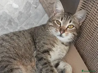 Meticcio gatti Gigi - Annuncio 10