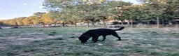 Labrador cani per accoppiamento: Accoppiamoci - Annuncio 3