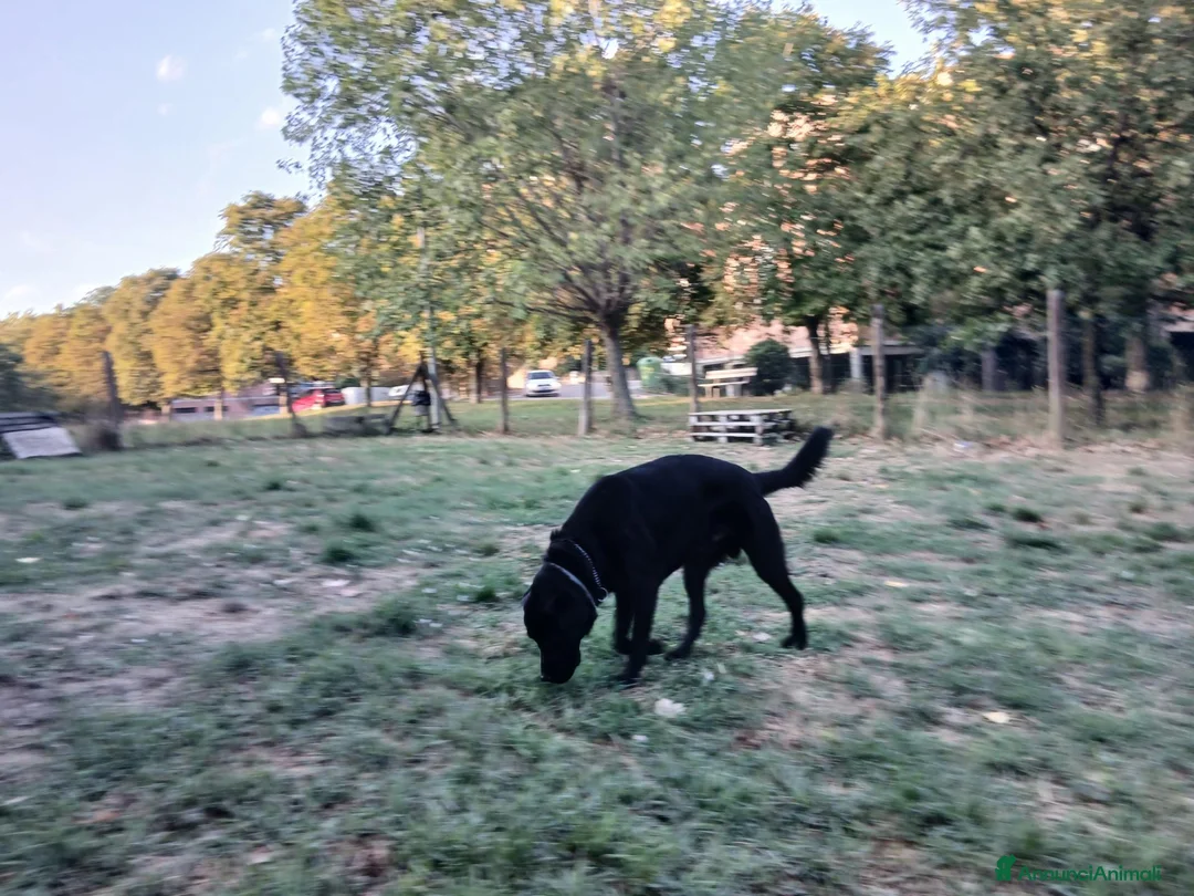 Labrador cani per accoppiamento: Accoppiamoci - Annuncio 3