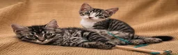 Europeo gatti in regalo: Due gattini di due mesi - Annuncio 3