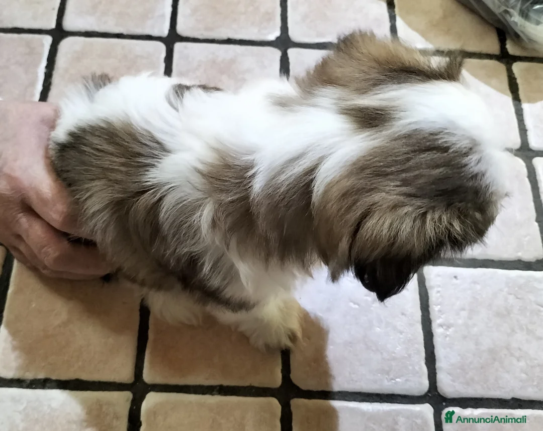 Shih Tzu cani in vendita: Cucciolo di shitzu  - Annuncio 2