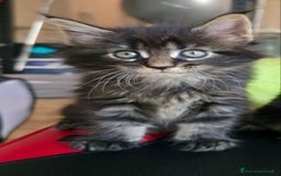 Maine Coon gatti in vendita: Cuccioli Maine Coon a Provincia di Treviso - Immagine 1