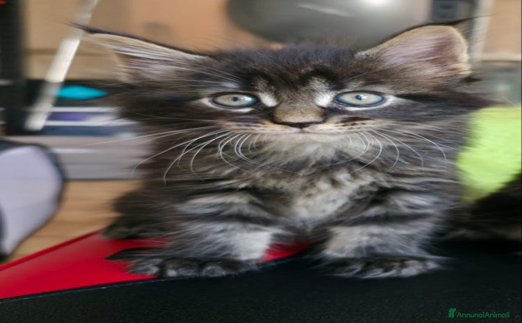 Maine Coon gatti a Provincia di Treviso - Annuncio 12