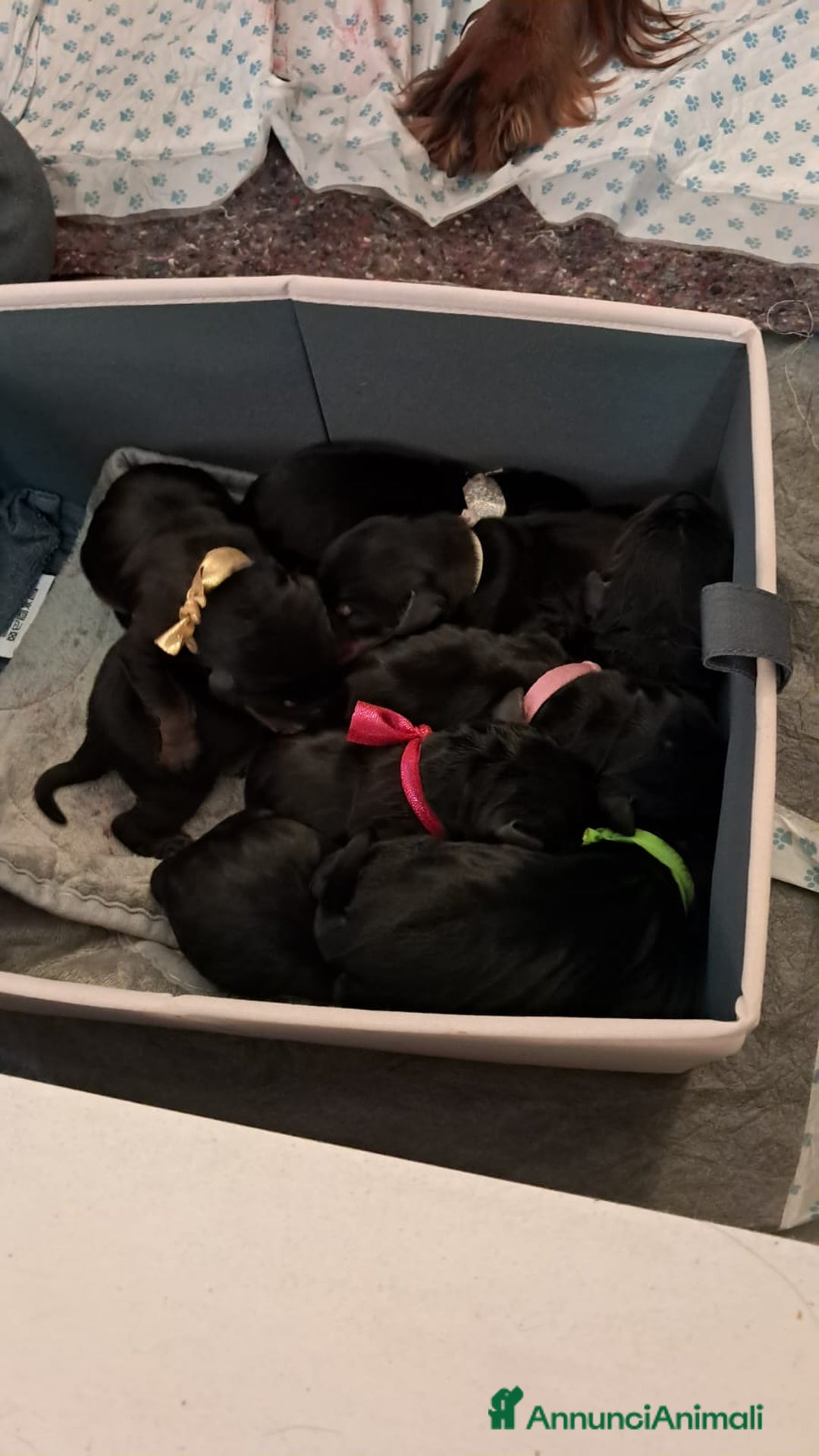 Setter Gordon cani in vendita: Cuccioli di Setter Gordon - Annuncio 11