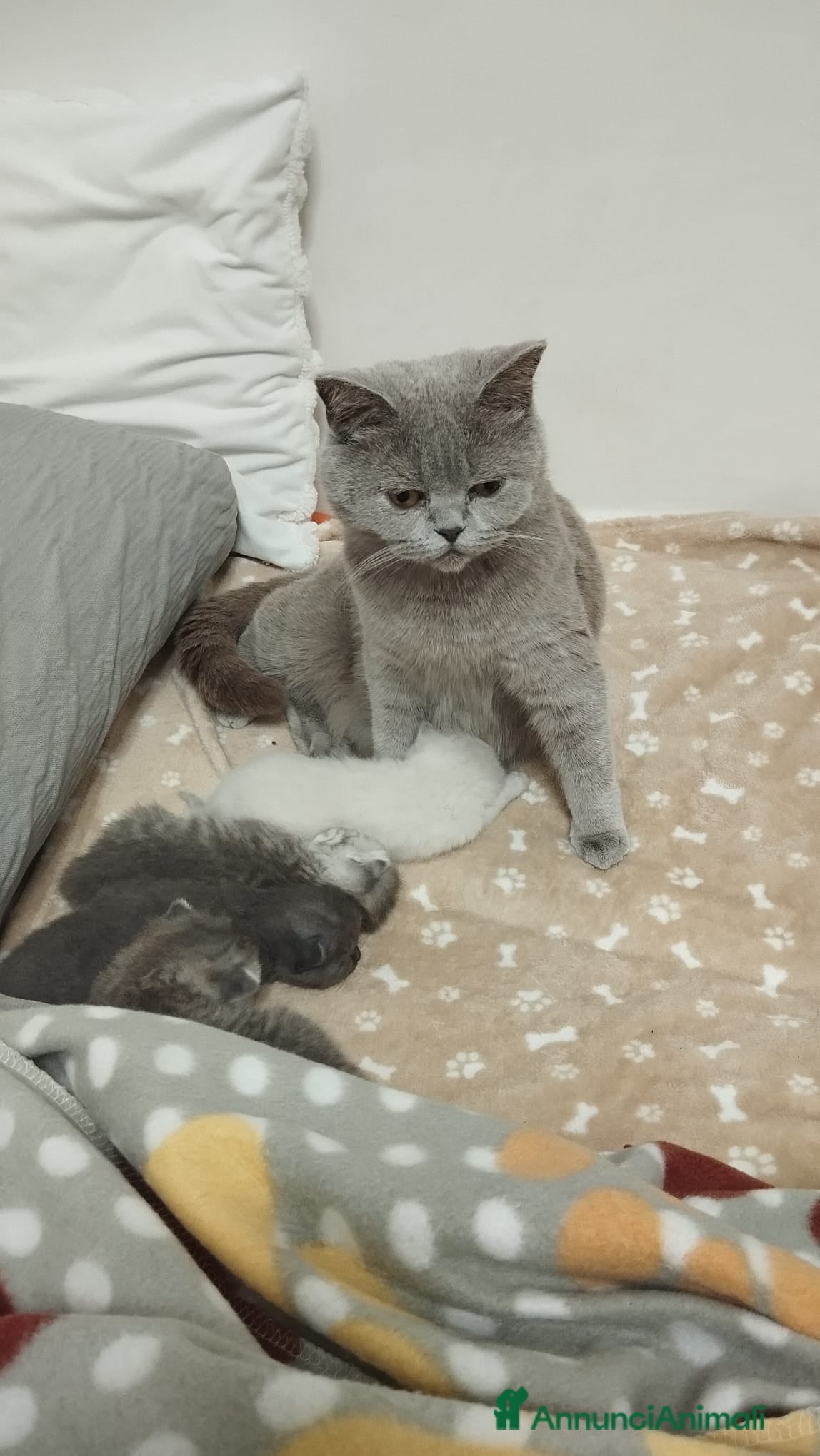 Scottish gatti Cuccioli scottish fold e straight  - Annuncio 1