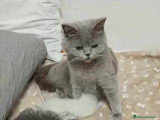 Scottish gatti Cuccioli scottish fold e straight - Annuncio 1