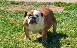 Bulldog cani in vendita: BULLDOG INGLESE  a Provincia di Latina - Immagine 4