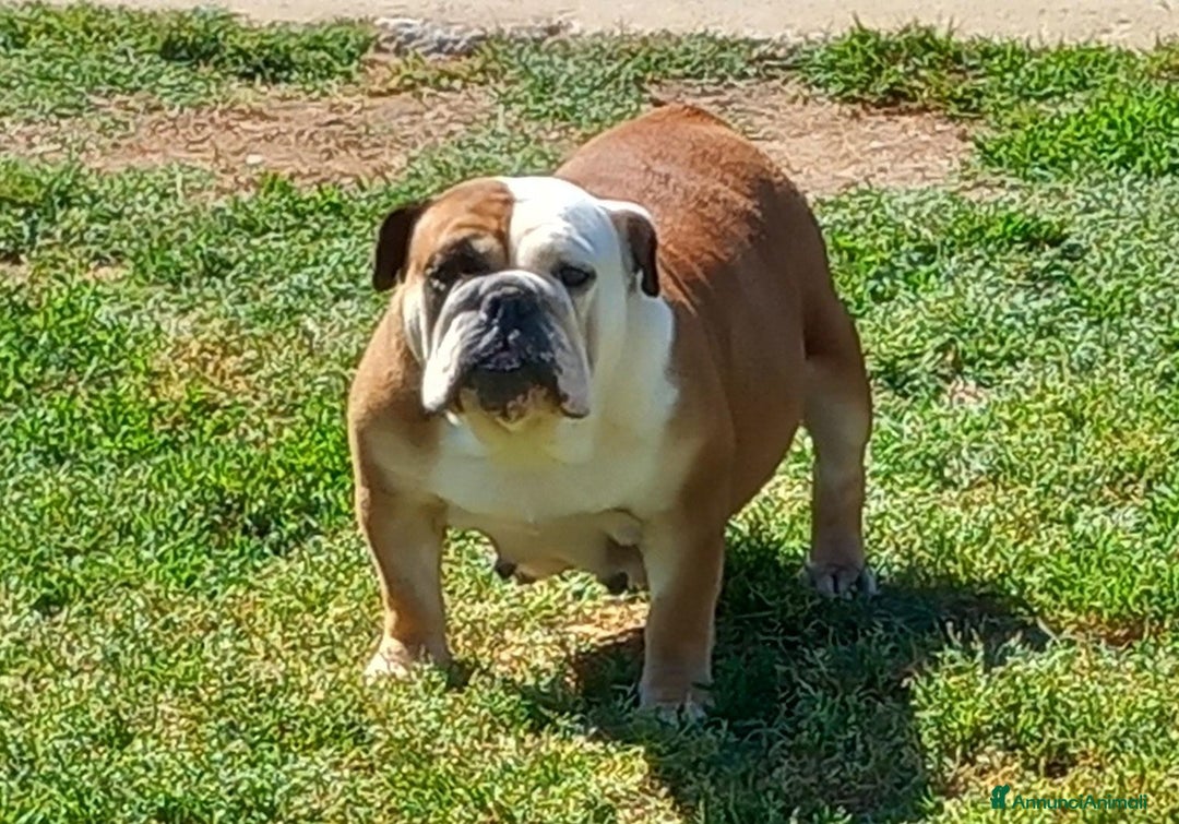 Bulldog cani in vendita: BULLDOG INGLESE  a Provincia di Latina - Immagine 4