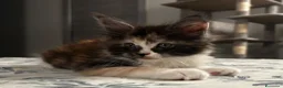 Maine Coon gatti in vendita: Maine coon con pedigree  - Annuncio 12