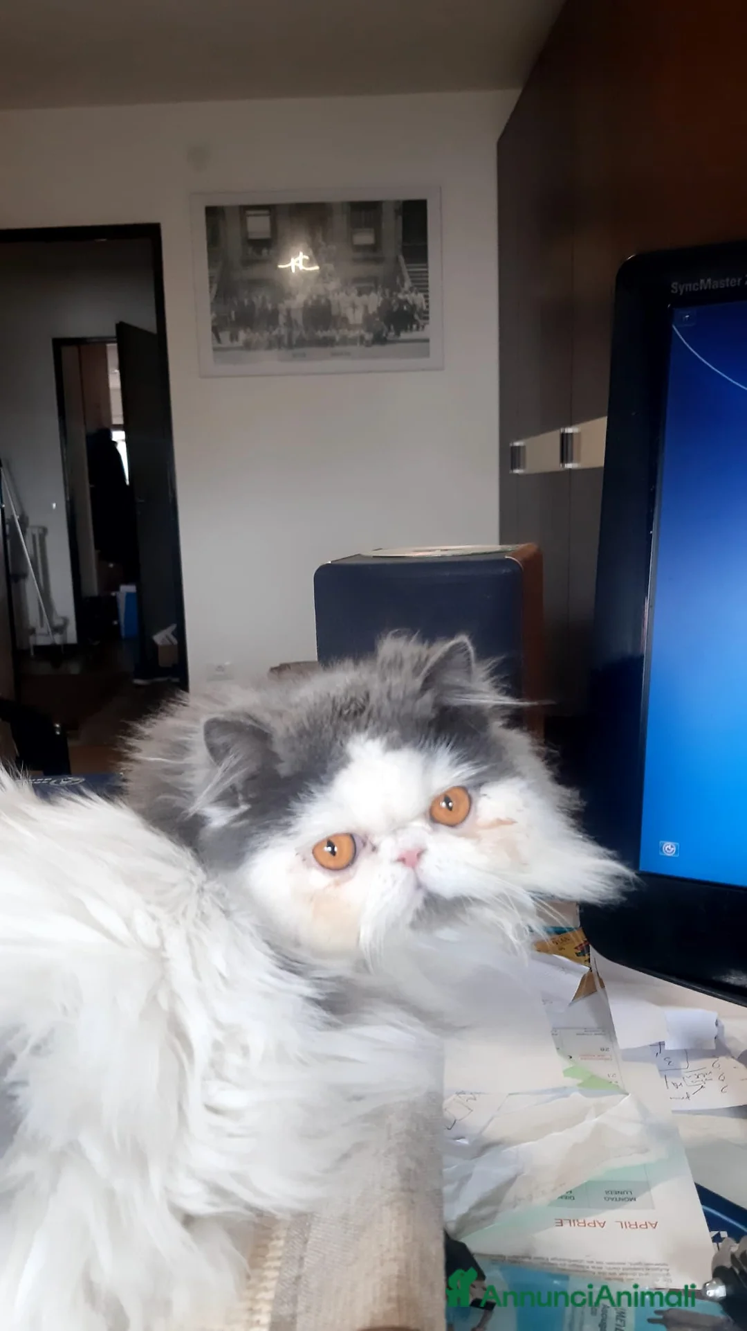 Persiano gatti per accoppiamento: cerco maschio di gatto persiano per accoppiamento - Annuncio 2