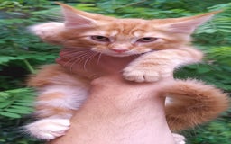 Maine Coon gatti in vendita: Cucciolo Maine Coon pedigree Red Tabby Blotched  - Annuncio 2