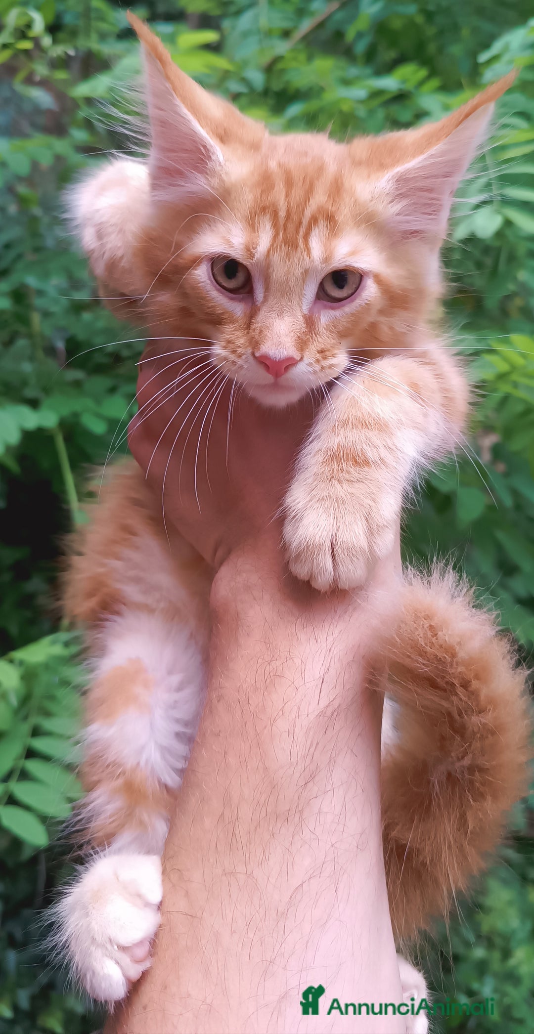Maine Coon gatti in vendita: Cucciolo Maine Coon pedigree Red Tabby Blotched  - Annuncio 2