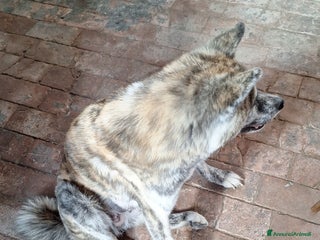 Akita Inu cani Cucciolo fulvo akita - Annuncio 1