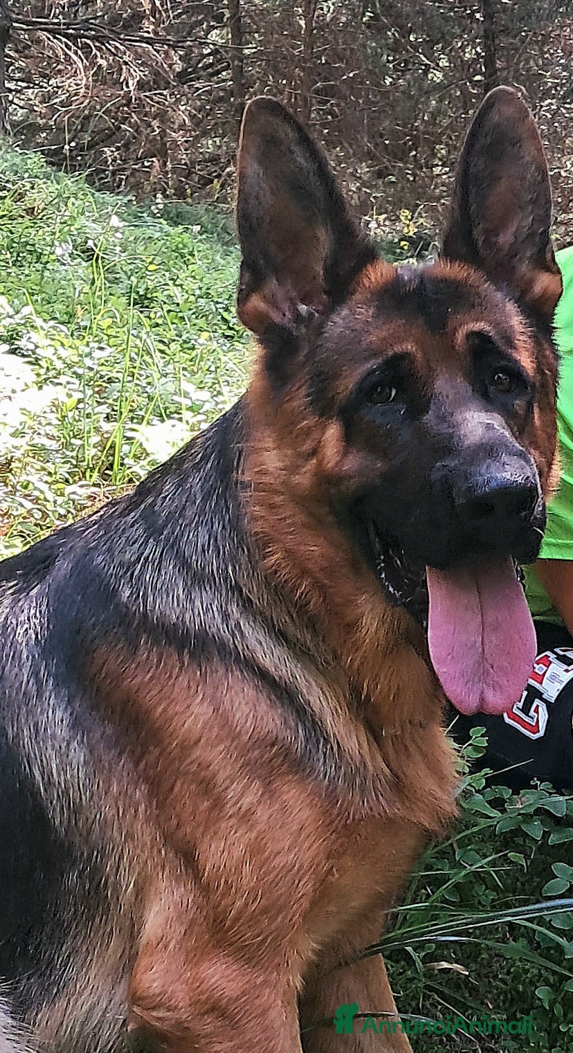 Pastore Tedesco cani Pastore tedesco  - Annuncio 1