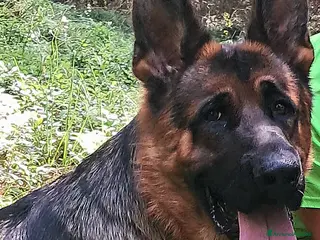 Pastore Tedesco cani Pastore tedesco - Annuncio 1