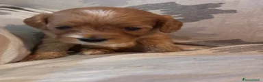 Cavapoo 4