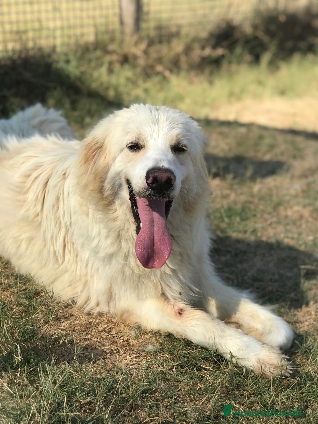 Meticcio cani in regalo: RICKY splendida nuvola chiusa in gabbia a Provincia di Latina - Annuncio 3