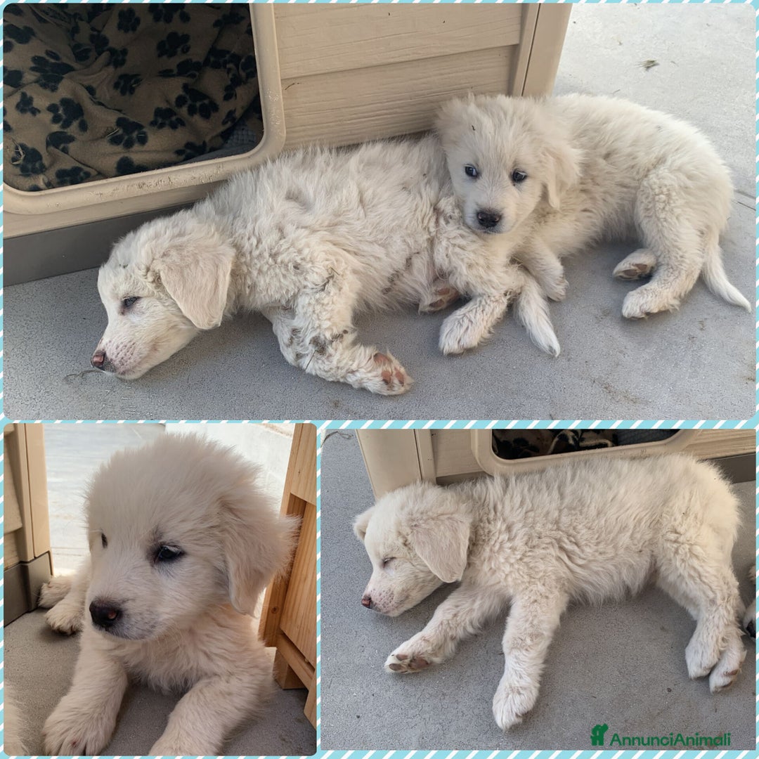 Meticcio cani in regalo: UNA MAMMA PER FIOCCO - Annuncio 4