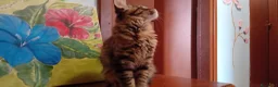 Maine Coon gatti in vendita: MAINE COON AMERICANA XXL a Provincia di Ferrara - Annuncio 3