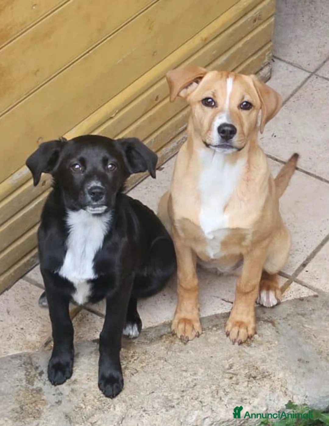 Meticcio cani in regalo: Regalasi coppia di sorelline a Città Metropolitana di Firenze - Annuncio 2