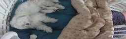 Maltese cani in vendita: Piccoli maltesi cercano la loro famiglia - Annuncio 11