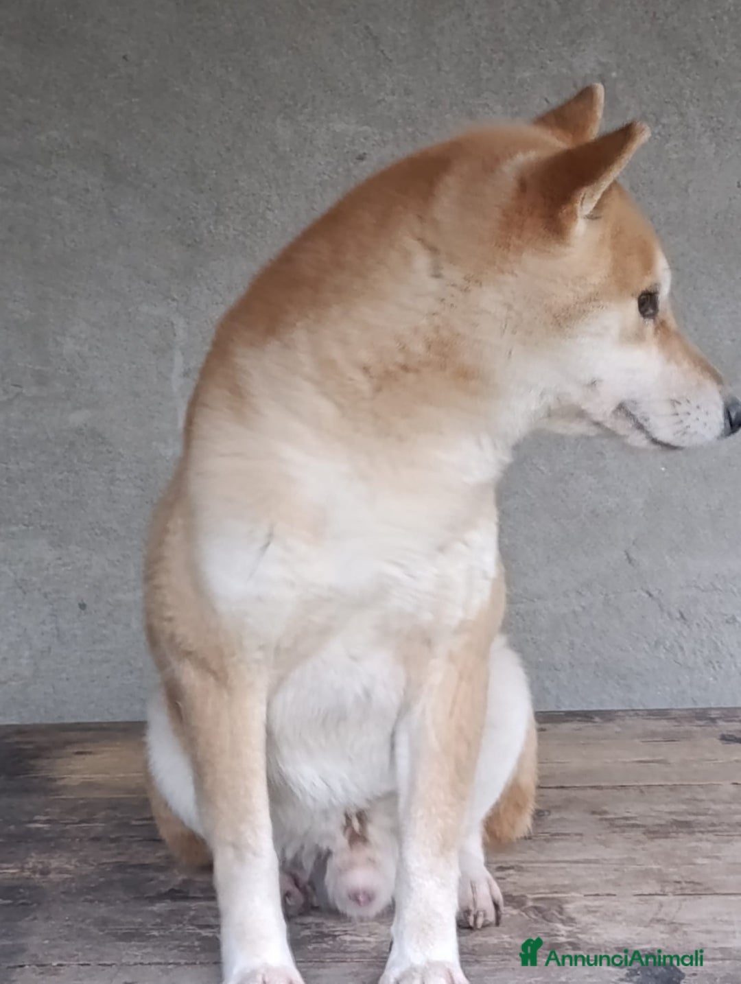 Shiba Inu cani in regalo: adozione a Province of Pavia - Annuncio 2