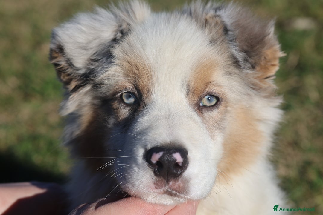 Australian Shepherd cani in vendita: Cucciolo di pastore australiano  - Annuncio 1