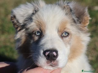 Australian Shepherd cani Cucciolo di pastore australiano - Annuncio 9