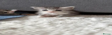 Siberiano 6