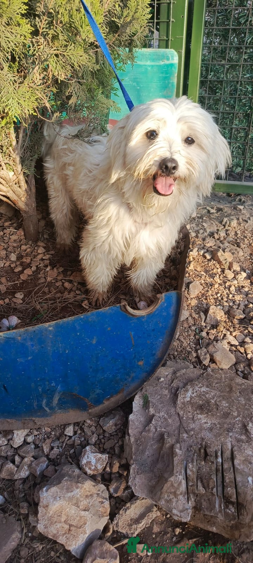 Maltese cani in regalo: Splendido maltese - DIEGO - Annuncio 5