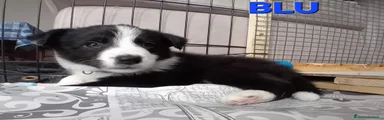 Border Collie Cucciolo 2
