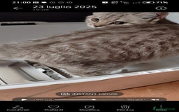 Scottish gatti in vendita: Scottish cucciolo a Città Metropolitana di Torino - Immagine 2