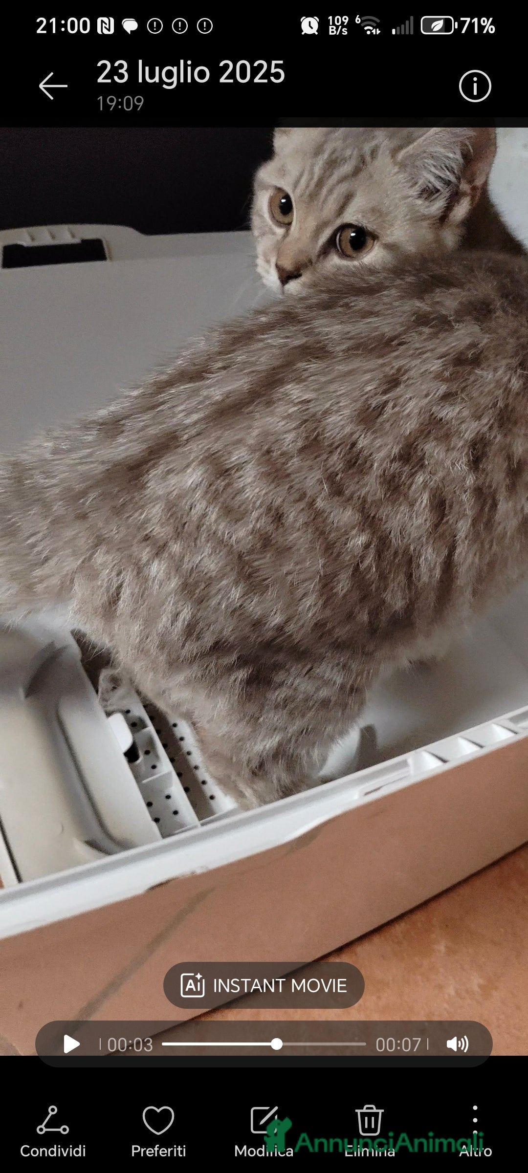 Scottish gatti in vendita: Scottish cucciolo a Città Metropolitana di Torino - Immagine 2