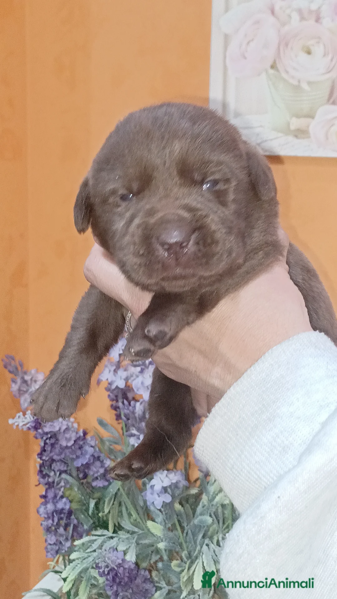 Labrador cani in vendita: Labrador cioccolato con pedigree  a Città Metropolitana di Firenze - Annuncio 4