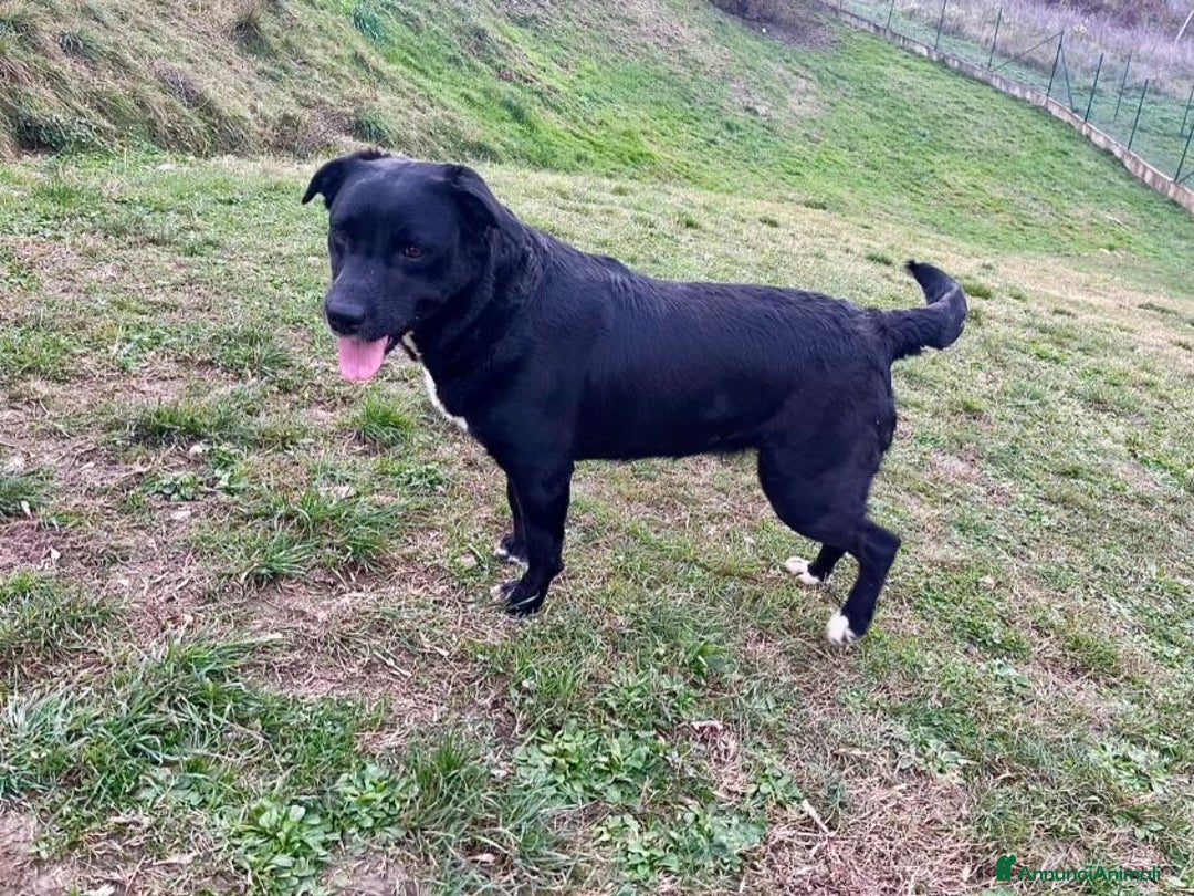 Meticcio cani in regalo: FLO' bella ed energica! - Annuncio 2