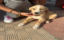 Meticcio cani in regalo: Stefano, Nicola & Giacomo, 3 mesi a Provincia di Bergamo - Immagine 10