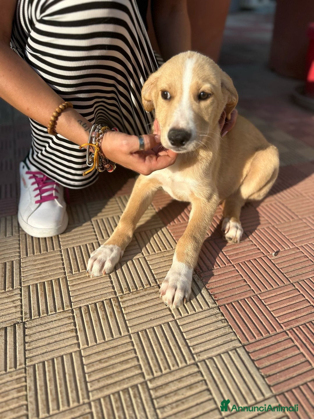 Meticcio cani in regalo: Stefano, Nicola & Giacomo, 3 mesi a Provincia di Bergamo - Immagine 10