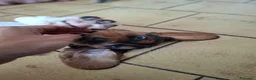 Bassethound cani in vendita: Cucciolata Bassethound  a Città metropolitana di Milano - Annuncio 6