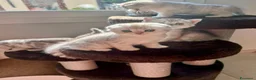 Scottish gatti in vendita: Bellissimi cuccioli di scottish straight/fold - Annuncio 24