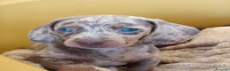 Bassotto cani in vendita: Bassotti cuccioli  - Annuncio 1