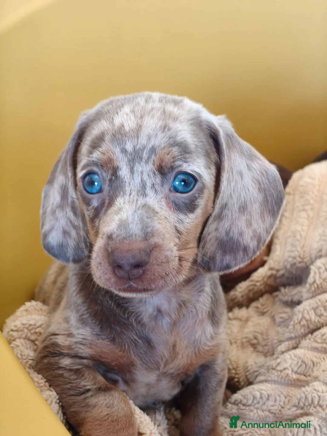 Bassotto cani in vendita: Bassotti cuccioli  - Annuncio 1