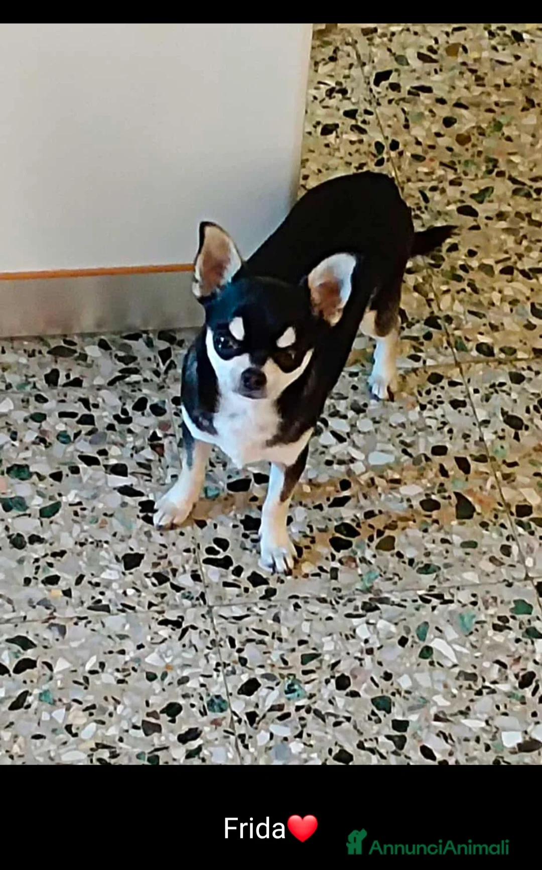 Chihuahua cani in vendita: Chihuahua maschio - Annuncio 2
