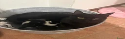 Meticcio gatti in vendita: Gattini  a Provincia di Pavia - Annuncio 2