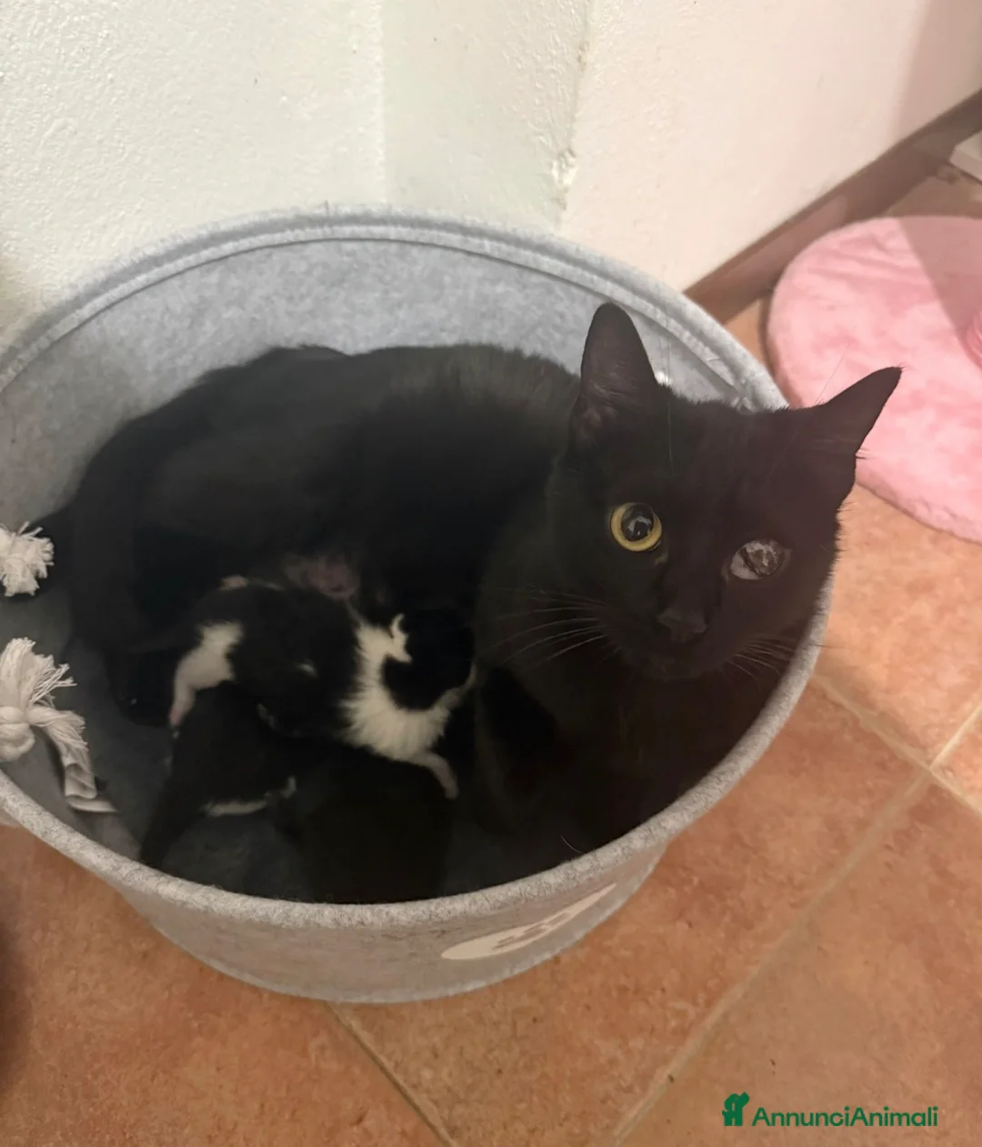 Meticcio gatti in vendita: Gattini  a Provincia di Pavia - Annuncio 2