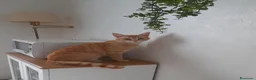 Maine Coon gatti in vendita: Cuccioli mix Mainecoon  - Annuncio 1